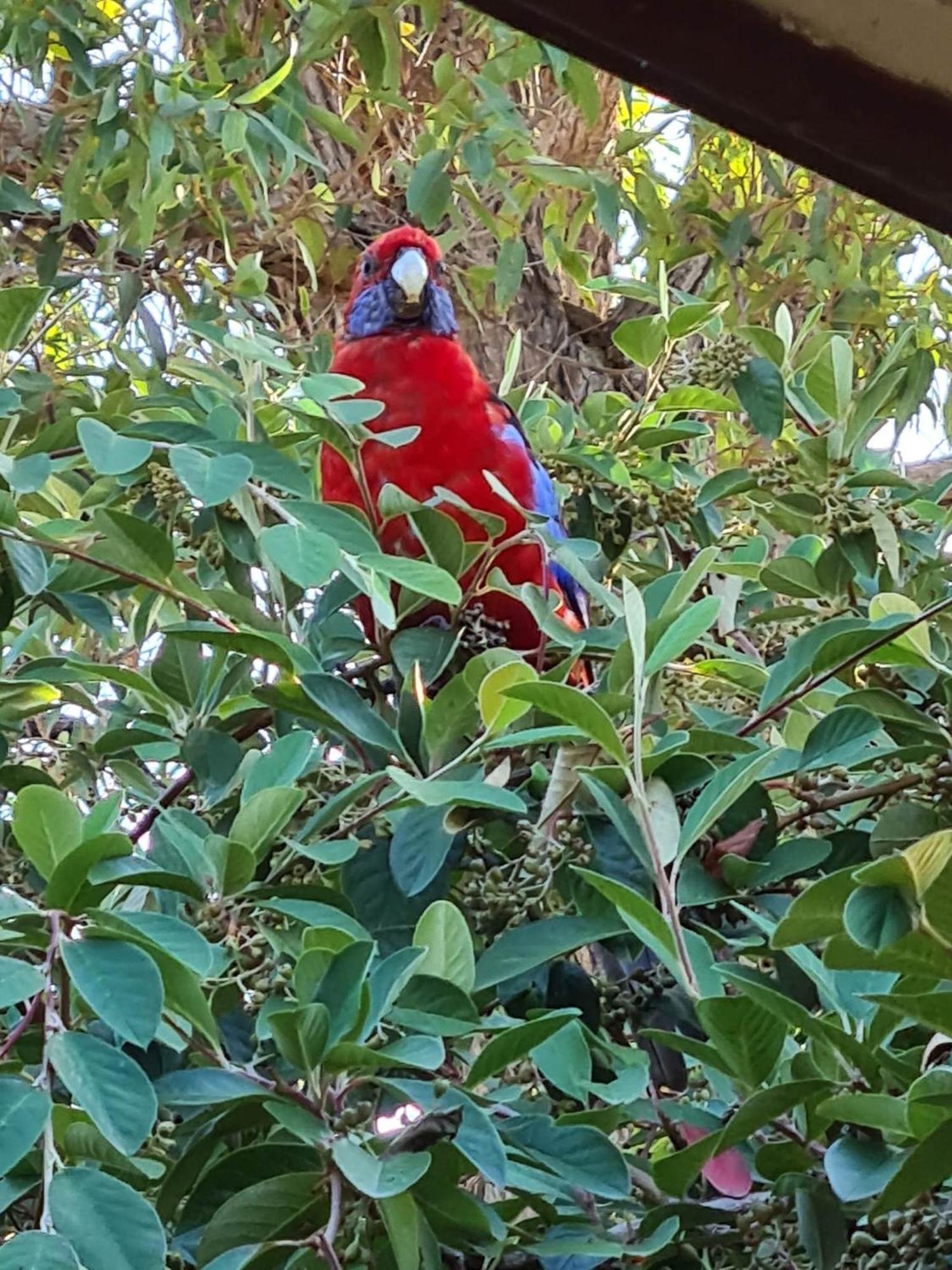Mallacoota'S Shady Gully Caravan Park Εξωτερικό φωτογραφία