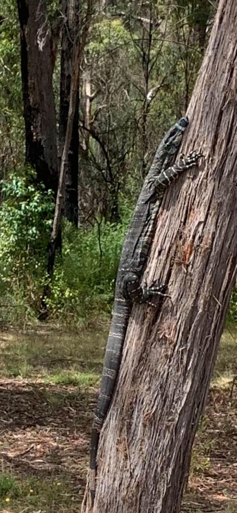 Mallacoota'S Shady Gully Caravan Park Εξωτερικό φωτογραφία
