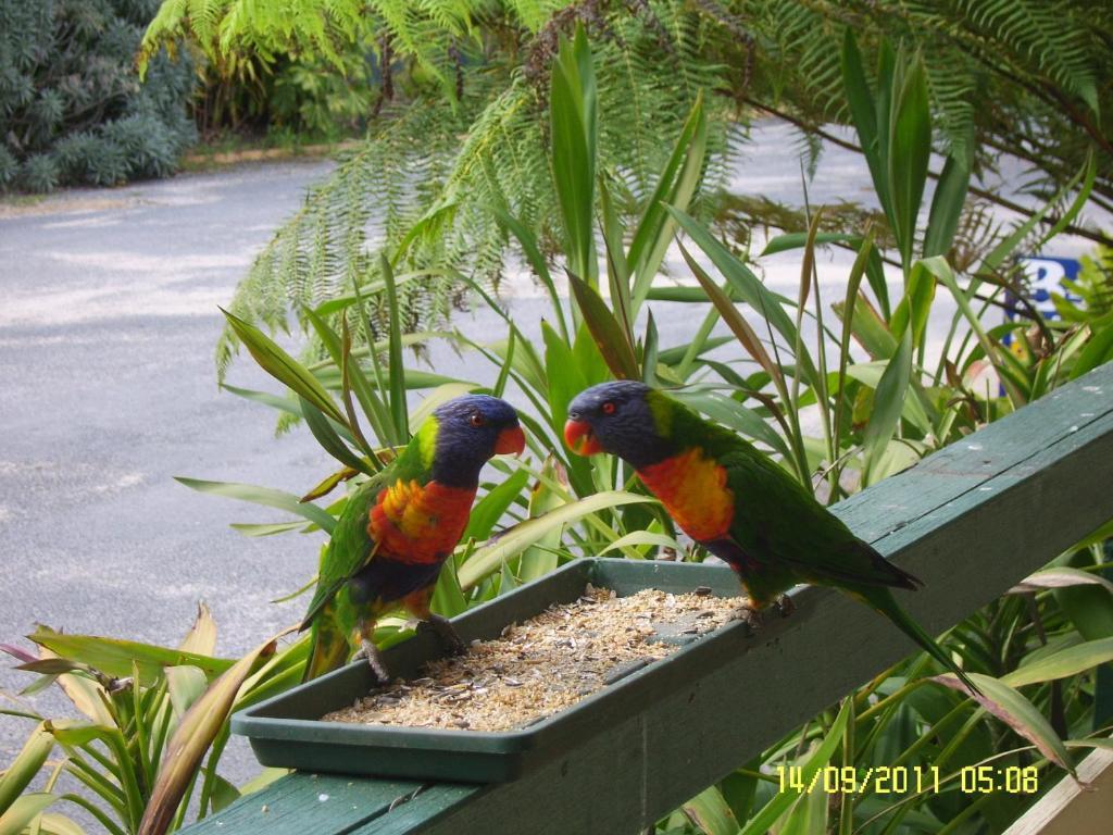Mallacoota'S Shady Gully Caravan Park Εξωτερικό φωτογραφία